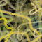 Nanocities