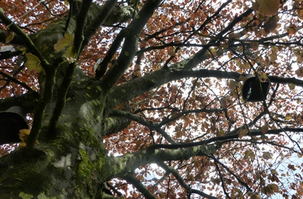 The Singing Trees of Tremough