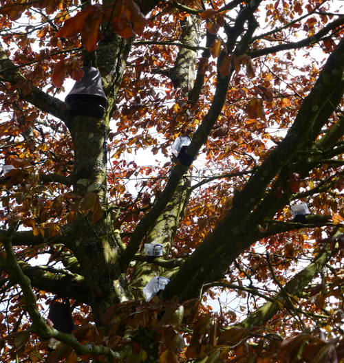 A tree/s that makes music and sings a song about the environment by Stanza. 