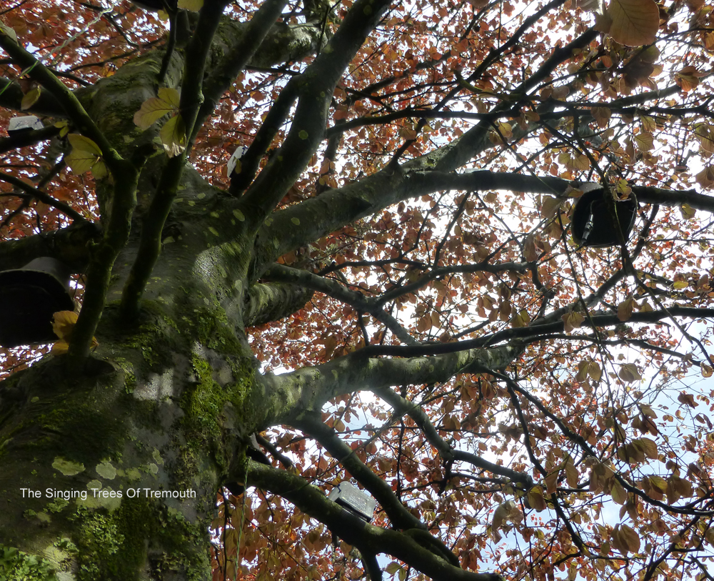 A tree/s that makes music and sings a song about the environment by Stanza. 